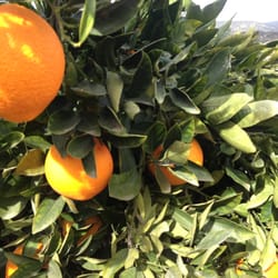Friend's Ranches - Delicious Ojai oranges