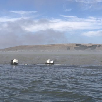 Kayak Connection - Harbor seals - Rafting/Kayaking Near Me - Moss Landing, California Kayak Connection - Harbor seals - Rafting/Kayaking Near Me - Moss Landing, California