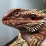 Photo of CnB Reptile