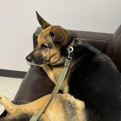 Allison Animal Care - Mikey makes himself at home - he hates the vet so this shows the effect Allison's team has on my sweet boy!