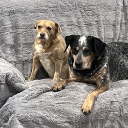 The Pet Hospital of Madison - Peanut & Blu