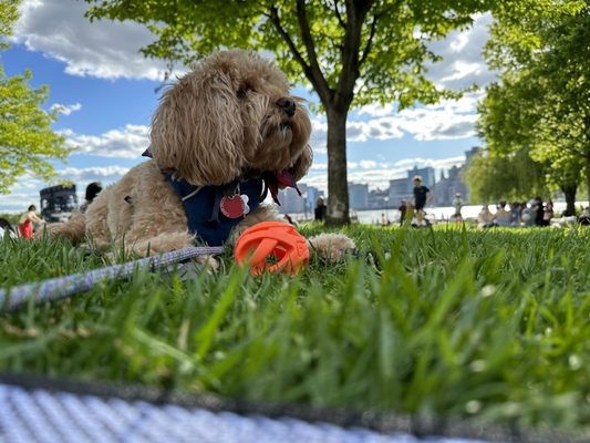 Gantry Plaza State Park by null