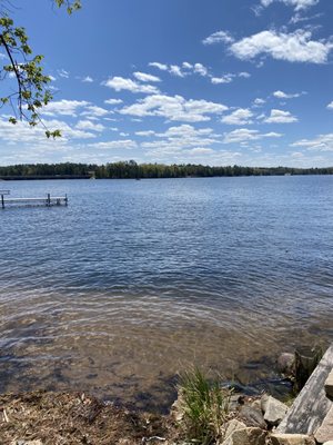 Thirsty Whale by null