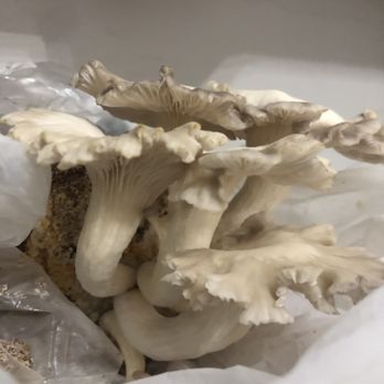 Global Native Farms - Brown oyster mushrooms - Farmers Market Near Me