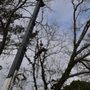 Photo of Southern Cutts Tree Service