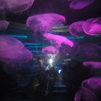 NightLife - Museums Near Me - San Francisco, California NightLife - Museums Near Me - San Francisco, California