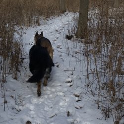 Somme Prairie Nature Preserve - Scouting ahead for daddy