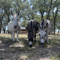 The Woods RV & Cabin Resort - Donkeys