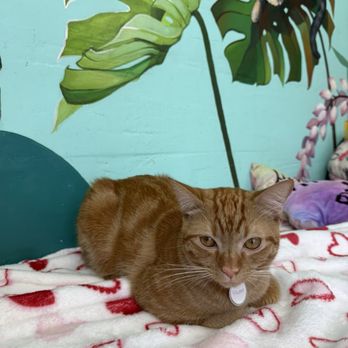Hawai'i Cat Café - Pet Adoption Near Me - Honolulu, Hawaii Hawai'i Cat Café - Pet Adoption Near Me - Honolulu, Hawaii