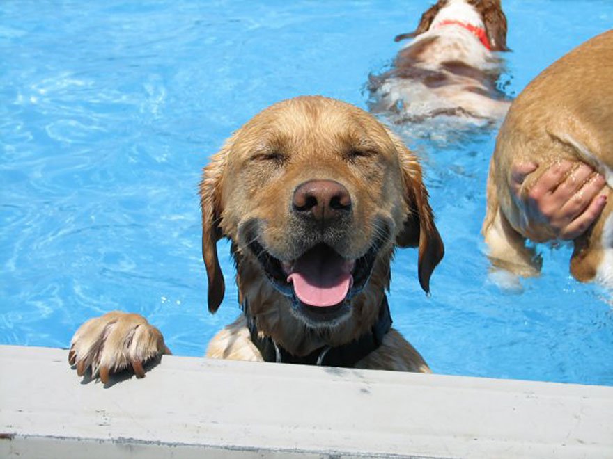 Monte Vista Pet Lodge - pet boarding facility in Rio Rancho, NM