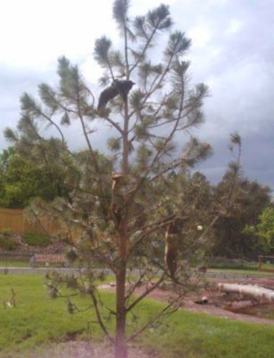 Bear Country USA by null