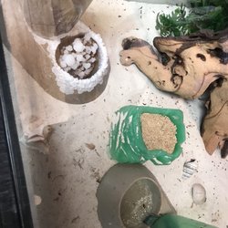 Pet Supermarket - The condition of their hermit crab enclosure. The "salt water pool", which is necessary for a successful molt, is covered in salt crystals.