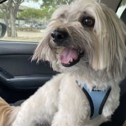 Starr Dog Behavior: Transform Your Pet’s Habits Today