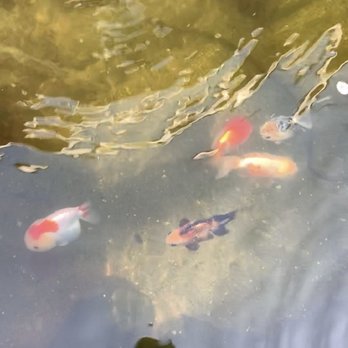 Genki Koi - Healthy stock of Thai Ranchu (2 months after purchase), and colorful Oranda (1 month after purchase) bought from Genki. - Local Fish Stores Near Me - San Jose, California