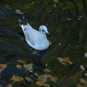 Tierpark Hagenbeck - Zoos Near Me - Hamburg, HH Tierpark Hagenbeck - Zoos Near Me - Hamburg, HH