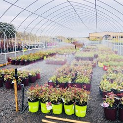 Ocean Nursery - Roses