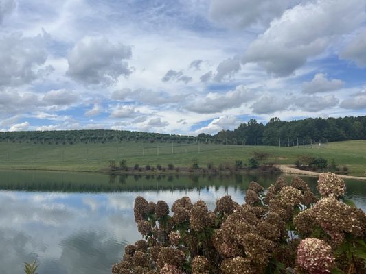 Hickory, at Nicewonder Farm & Vineyards by null