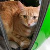 Dunedin Animal Medical Center & Pet Resort gift card