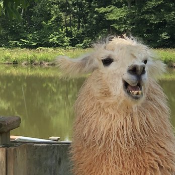 Divine Llama Vineyard - Wineries Near Me - East Bend, North Carolina