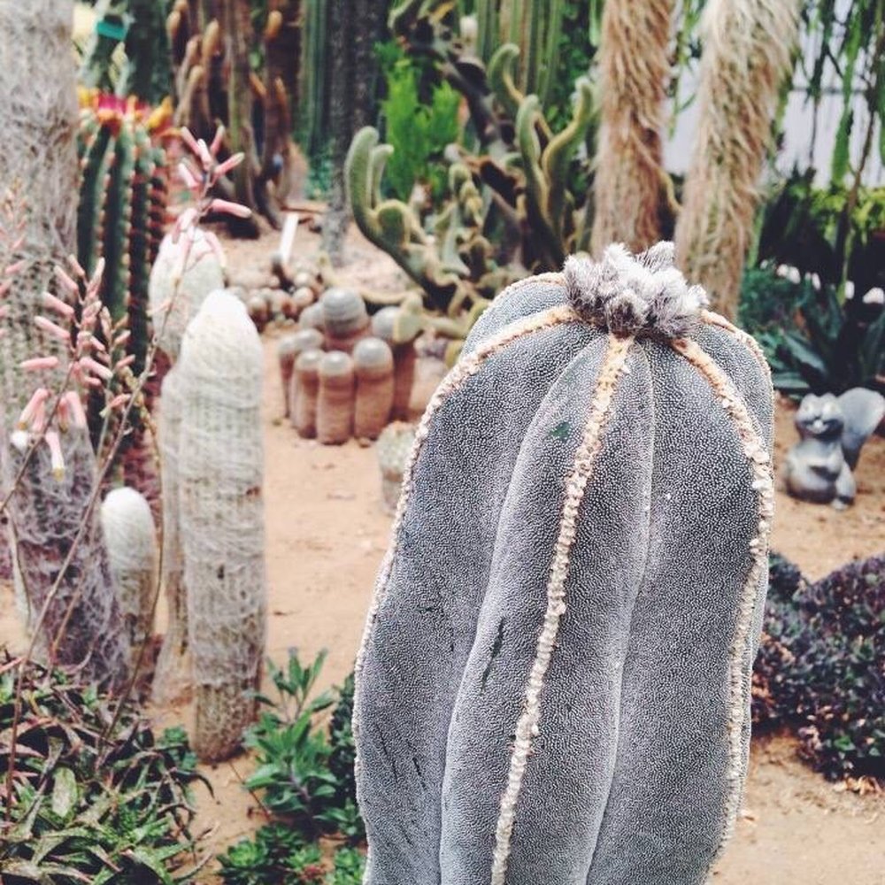 Poot's Cactus Nursery - Nurseries & Gardening Near Me - Ripon, California Poot's Cactus Nursery - Nurseries & Gardening Near Me - Ripon, California