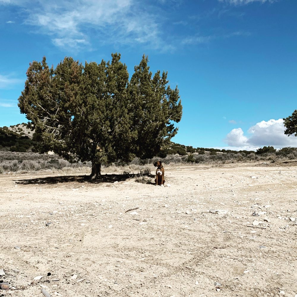 EAGLE MOUNTAIN DOG BOARDING AND GROOMING Updated June 2024 51