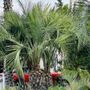 J & J Tree service
