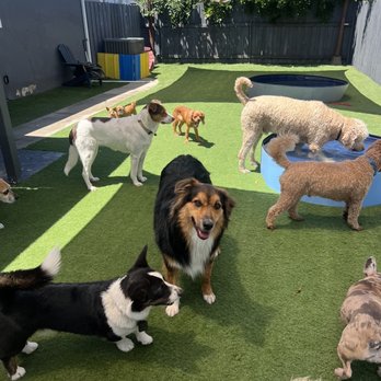 Dog Sitting by Ally - Pet Boarding Near Me