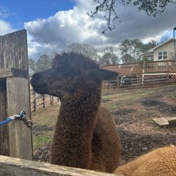 Buddy’s Alpaca Farm