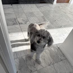 Dog suki, 1 week after bath and brush