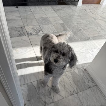 Doodle Dude Grooming - Dog suki, 1 week after bath and brush - Pet Groomers Near Me - Tarzana, California Doodle Dude Grooming - Dog suki, 1 week after bath and brush - Pet Groomers Near Me - Tarzana, California