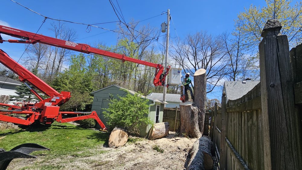 KD Tree Service Buffalo NY - tree service in Buffalo, NY