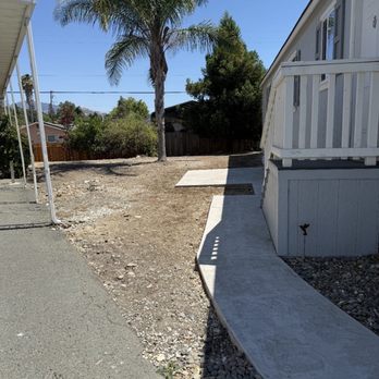 Green Lane Tree Service - Before - Tree Services Near Me - Brentwood, California