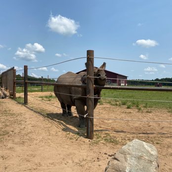 Shamba Safari - Rhinoceros - Zoos Near Me - Neshkoro, Wisconsin Shamba Safari - Rhinoceros - Zoos Near Me - Neshkoro, Wisconsin
