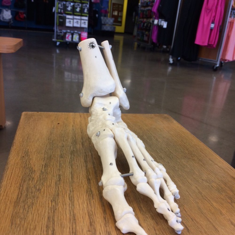 Fleet Feet Armory - Fleet Feet skeleton foot - Sports Wear Near Me - Rochester, New York Fleet Feet Armory - Fleet Feet skeleton foot - Sports Wear Near Me - Rochester, New York