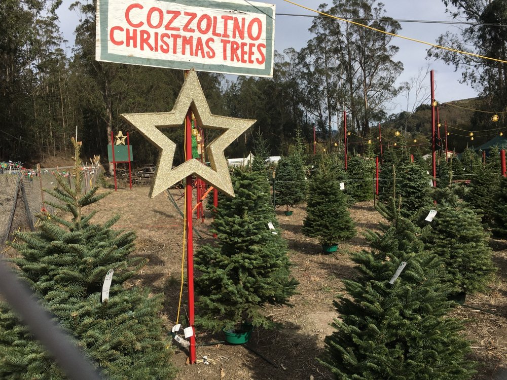 COZZOLINO’S CHRISTMAS TREES 171 Photos & 100 Reviews 501 San Mateo