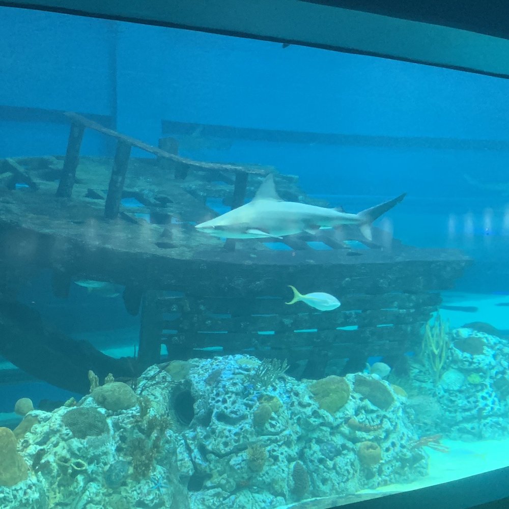 Texas State Aquarium - Aquariums Near Me - Corpus Christi, Texas Texas State Aquarium - Aquariums Near Me - Corpus Christi, Texas