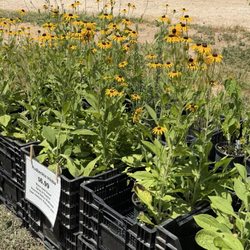 Arnosky Family Farm Market - Daisies
