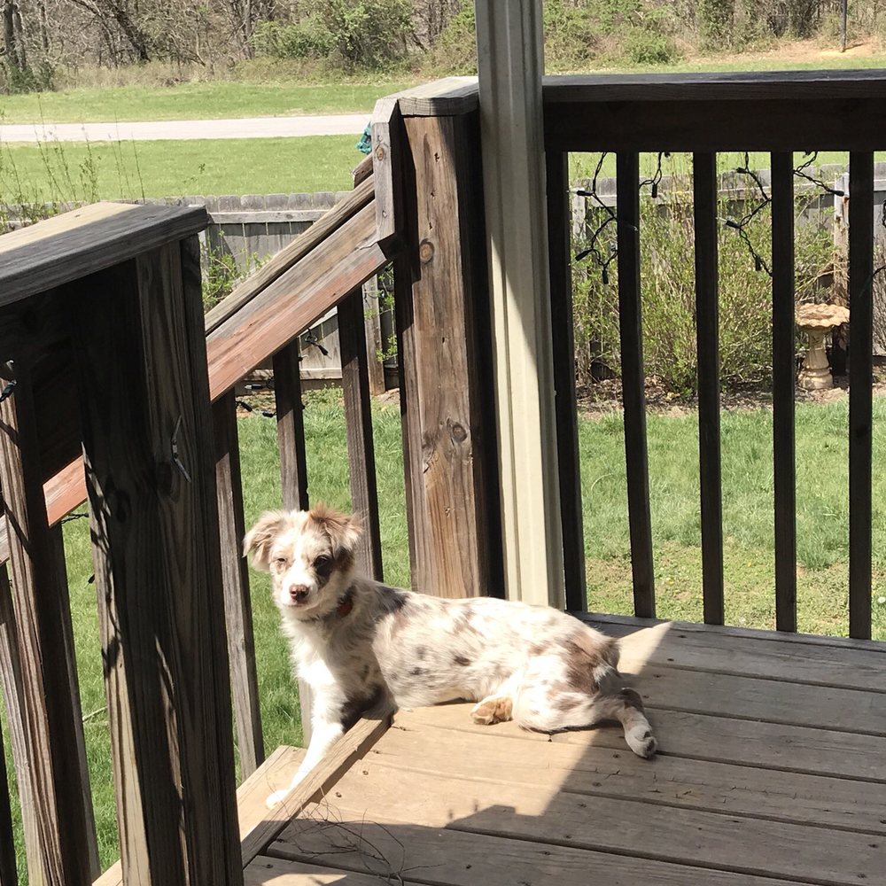 417 Pet Sitting - Dog Walkers Near Me