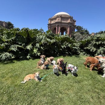 Citizen Hound - Dogs palace of fine arts - Dog Walkers Near Me - San Francisco, California Citizen Hound - Dogs palace of fine arts - Dog Walkers Near Me - San Francisco, California