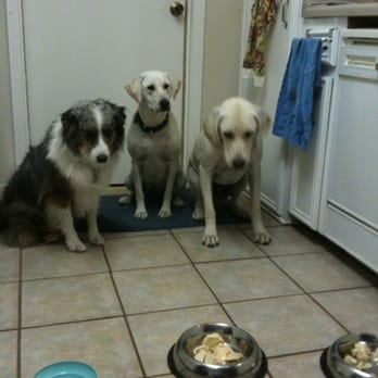 Fetch! Pet Care - Waylon's birthday - Frosty Paws all around! - Dog Walkers Near Me Fetch! Pet Care - Waylon's birthday - Frosty Paws all around! - Dog Walkers Near Me