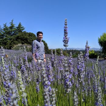 Lavender Bee Farm - Wonderful place - Flowers & Gifts Near Me - Petaluma, California