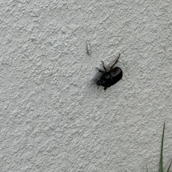 A1 Home Pest Control - Beatle that looks out of Animal Crossing! - Pest Control Near Me - Clermont, Florida A1 Home Pest Control - Beatle that looks out of Animal Crossing! - Pest Control Near Me - Clermont, Florida