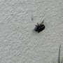 Photo of A1 Home Pest Control