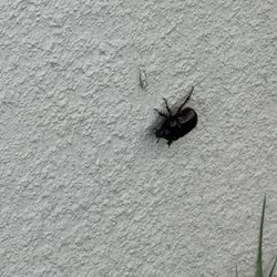 A1 Home Pest Control - Beatle that looks out of Animal Crossing!