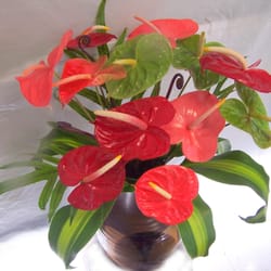 Always Anthuriums - Typical one dozen order. Colors and greenery vary.