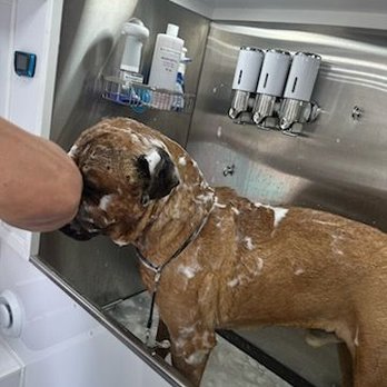 210 Pet Grooming - Pet Groomers Near Me - San Antonio, Texas