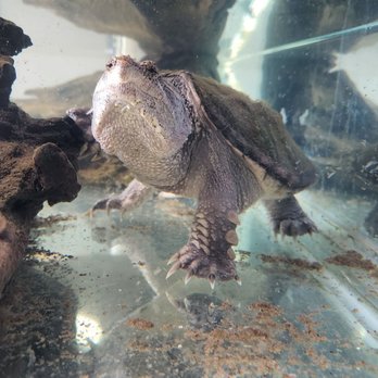 A1 Test Only & Smog - Ali's turtle in his shop. - Smog Check Stations Near Me - Cypress, California A1 Test Only & Smog - Ali's turtle in his shop. - Smog Check Stations Near Me - Cypress, California