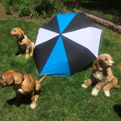 Endless Pawsibilities Dog Training & Services - Puppy Explorers