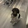 Photo of Pet sitting