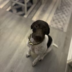 Pet sitting
